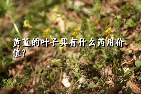 黄堇的叶子具有什么药用价值？