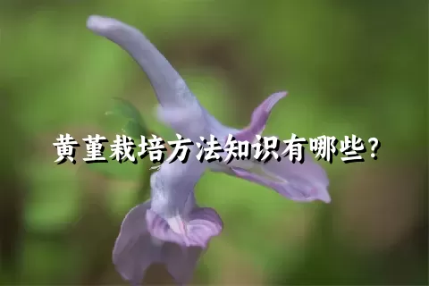 黄堇栽培方法知识有哪些？
