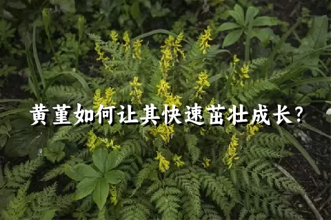 黄堇如何让其快速茁壮成长？