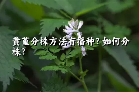 黄堇分株方法有播种？如何分株？