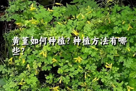 黄堇如何种植？种植方法有哪些？