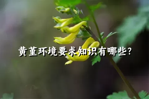 黄堇环境要求知识有哪些？