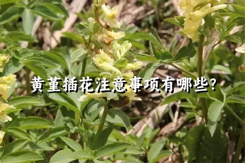黄堇插花注意事项有哪些？