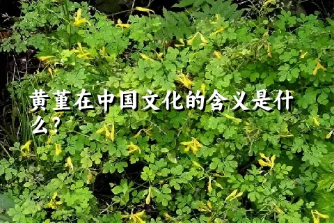 黄堇在中国文化的含义是什么？