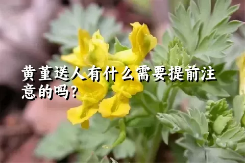 黄堇送人有什么需要提前注意的吗？