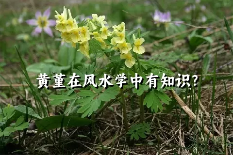 黄堇在风水学中有知识？