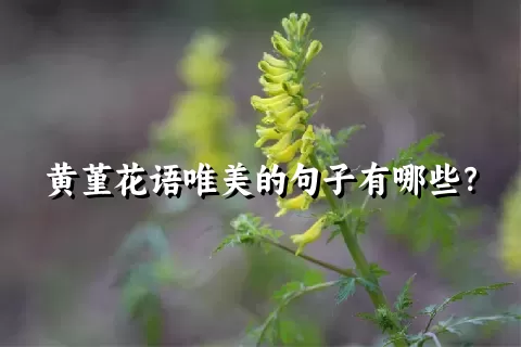 黄堇花语唯美的句子有哪些？