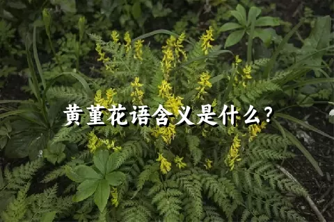 黄堇花语含义是什么？