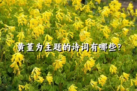 黄堇为主题的诗词有哪些？