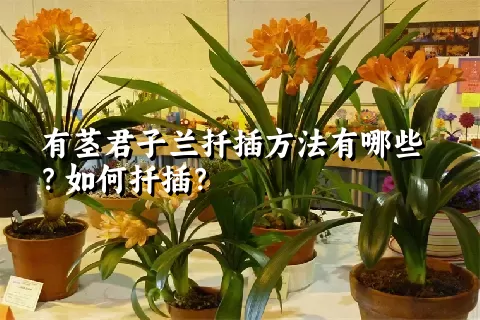 有茎君子兰扦插方法有哪些？如何扦插？
