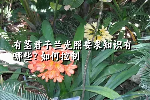 有茎君子兰光照要求知识有哪些？如何控制