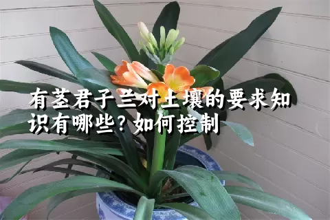 有茎君子兰对土壤的要求知识有哪些？如何控制