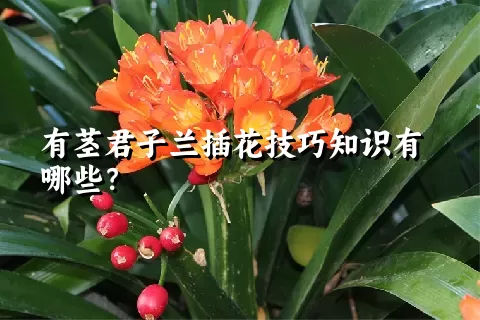 有茎君子兰插花技巧知识有哪些？