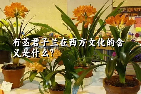 有茎君子兰在西方文化的含义是什么？