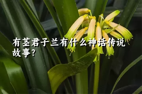 有茎君子兰有什么神话传说故事？