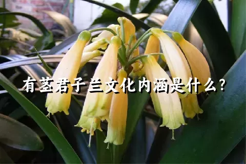 有茎君子兰文化内涵是什么？