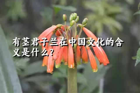 有茎君子兰在中国文化的含义是什么？