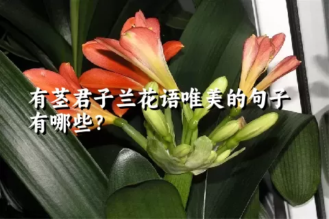 有茎君子兰花语唯美的句子有哪些？