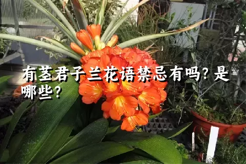 有茎君子兰花语禁忌有吗？是哪些？