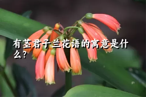 有茎君子兰花语的寓意是什么？
