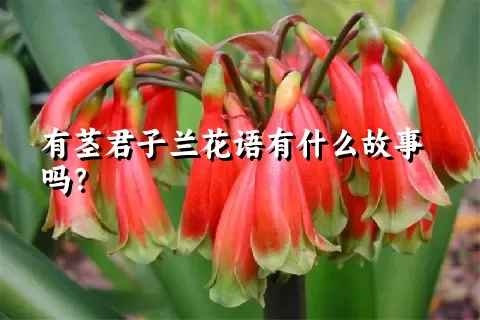 有茎君子兰花语有什么故事吗？