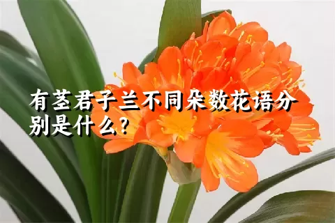 有茎君子兰不同朵数花语分别是什么？