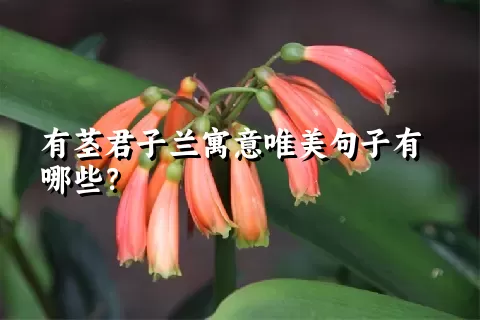 有茎君子兰寓意唯美句子有哪些？