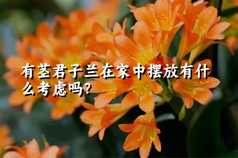 有茎君子兰在家中摆放有什么考虑吗？