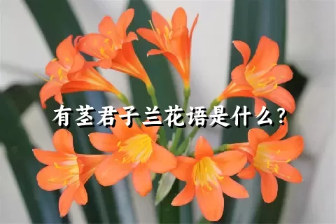 有茎君子兰花语是什么？