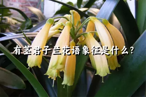 有茎君子兰花语象征是什么？