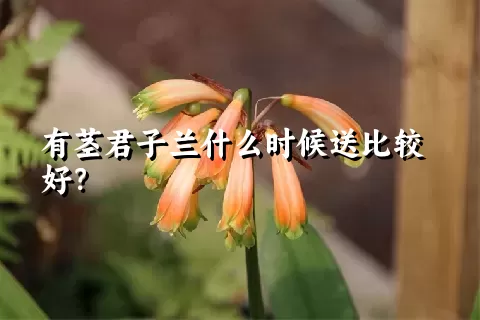 有茎君子兰什么时候送比较好？