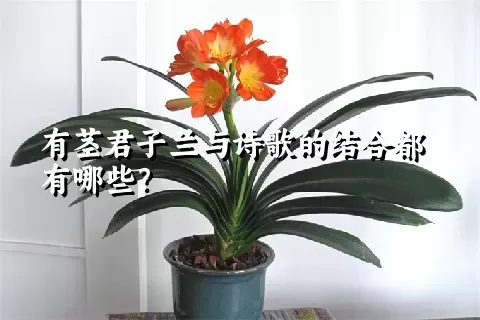 有茎君子兰与诗歌的结合都有哪些？