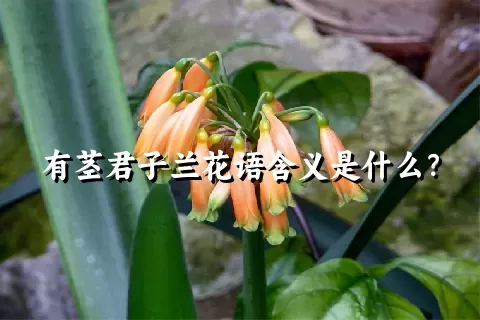 有茎君子兰花语含义是什么？