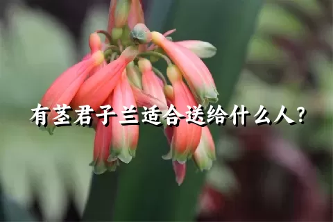 有茎君子兰适合送给什么人？