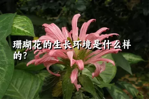 珊瑚花的生长环境是什么样的？