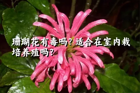 珊瑚花有毒吗？适合在室内栽培养殖吗？