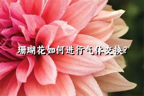 珊瑚花如何进行气体交换？