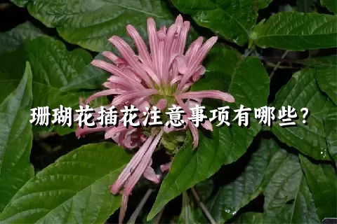 珊瑚花插花注意事项有哪些？
