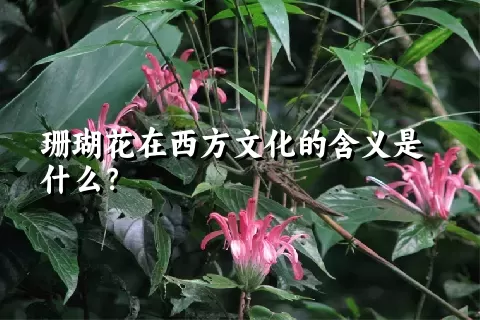 珊瑚花在西方文化的含义是什么？