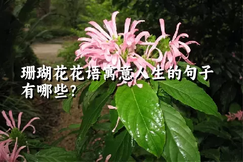 珊瑚花花语寓意人生的句子有哪些？