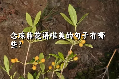 念珠藤花语唯美的句子有哪些？