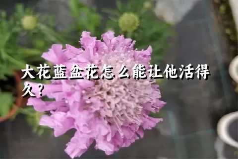 大花蓝盆花怎么能让他活得久？