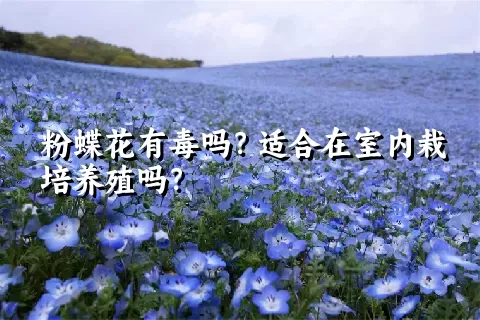 粉蝶花有毒吗？适合在室内栽培养殖吗？