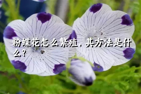 粉蝶花怎么繁殖，其方法是什么？