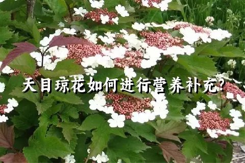 天目琼花如何进行营养补充？
