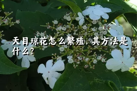 天目琼花怎么繁殖，其方法是什么？
