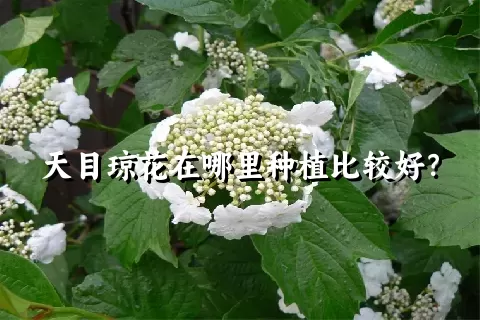 天目琼花在哪里种植比较好？