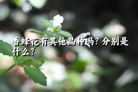 香蜂花有其他品种吗？分别是什么？