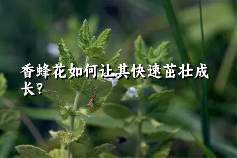 香蜂花如何让其快速茁壮成长？