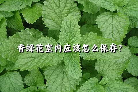 香蜂花室内应该怎么保存？